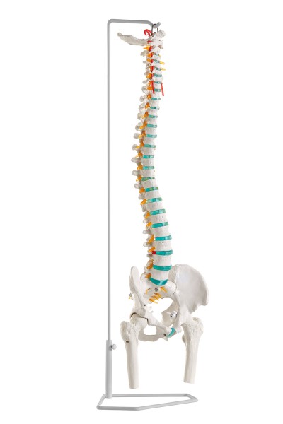 Skelett / Anatomisches Modell - Flexible Wirbelsäule mit Oberschenkelstümpfen