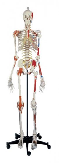 Super-Skelett 180 cm
